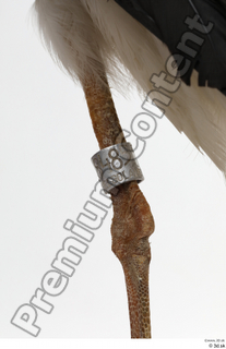 Black stork leg 0024.jpg